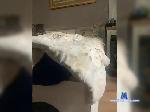 OlgaSmith bongacams livecam show performer room profile