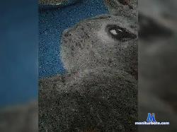 BOBK-0036 bongacams live cam performer profile