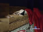 1988virgo88 bongacams livecam show performer room profile
