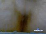 sergomafia69 bongacams livecam show performer room profile