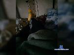 Nikolya37 bongacams livecam show performer room profile