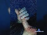BigDickCuuum bongacams livecam show performer room profile