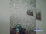 SilentVolto bongacams livecam show performer room profile