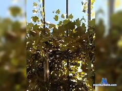 Yloveyou69 bongacams live cam performer profile