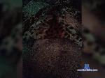 SergiosexTim bongacams livecam show performer room profile