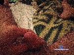 sweetietdick bongacams livecam show performer room profile