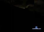BoyCute2023 bongacams livecam show performer room profile