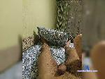hornywifea-2 bongacams livecam show performer room profile
