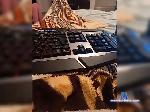 ZeskainkaCouple bongacams livecam show performer room profile