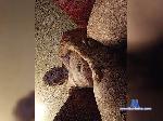 8MACK8 bongacams livecam show performer room profile