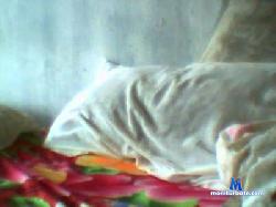 moreno_bah cam4 live cam performer profile