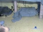 damemasssss cam4 livecam show performer room profile