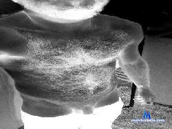 Bigdickdaddy219 cam4 live cam performer profile