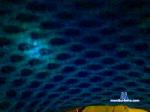 luperrylu cam4 livecam show performer room profile