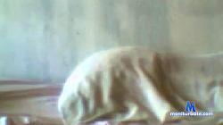 bbbxxxl cam4 live cam performer profile