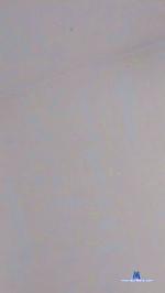 perlaneraxxx cam4 livecam show performer room profile