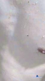 jeremyche cam4 livecam show performer room profile