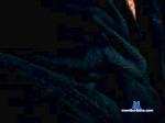 Pacoosadoxxx cam4 livecam show performer room profile