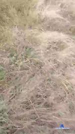 Fenix00000 cam4 livecam show performer room profile