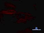 lus159 cam4 livecam show performer room profile