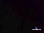 littlebentdickk cam4 livecam show performer room profile