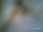 hildeshei cam4 livecam show performer room profile