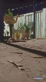 Flanjuh cam4 livecam show performer room profile