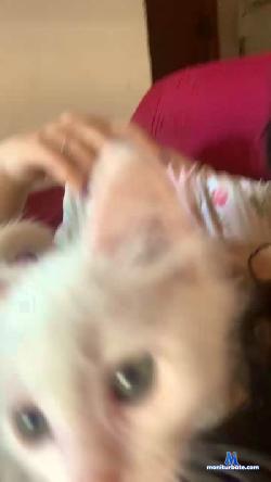 Minerva9997 cam4 live cam performer profile