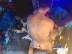 giannicum4 cam4 livecam show performer room profile