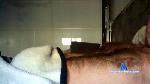 hairysoccer cam4 livecam show performer room profile