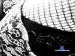 SIAMOSOLONOI74 cam4 livecam show performer room profile