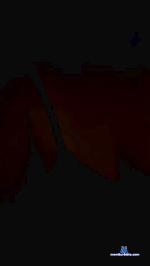 MS2020 cam4 livecam show performer room profile