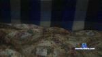 hotdaisy23 cam4 livecam show performer room profile