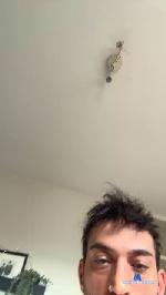 Bentutiben cam4 livecam show performer room profile