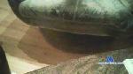 Conisitaxx cam4 livecam show performer room profile