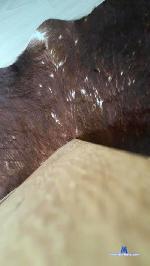 bodyuilder87 cam4 livecam show performer room profile