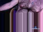 hairy0603 cam4 livecam show performer room profile
