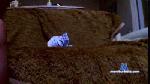 pollon698 cam4 livecam show performer room profile