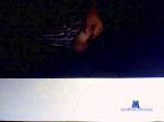 zorbix69 cam4 livecam show performer room profile