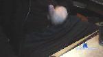 chileno666_xxx cam4 livecam show performer room profile