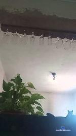 Bruno6912 cam4 livecam show performer room profile