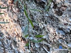 amateurcouple89 cam4 live cam performer profile