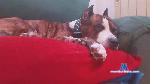 dusty64 cam4 livecam show performer room profile