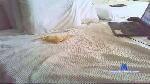 pratohairy cam4 livecam show performer room profile
