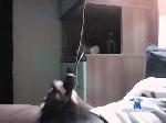 Alextoyboy00 cam4 livecam show performer room profile