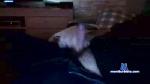 steff82xxx cam4 livecam show performer room profile