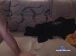angeldxarly cam4 livecam show performer room profile