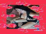 Ariana_Scott_ cam4 livecam show performer room profile