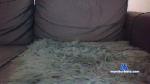 ZoeglingBound cam4 livecam show performer room profile