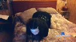 zafi_zataaa cam4 livecam show performer room profile